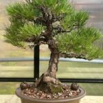 Japanese Blck Pine Bonsai Care