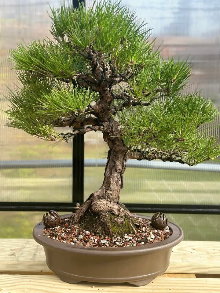 Japanese Blck Pine Bonsai Care