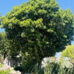 Japanese blueberry tree