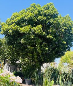 Japanese blueberry tree