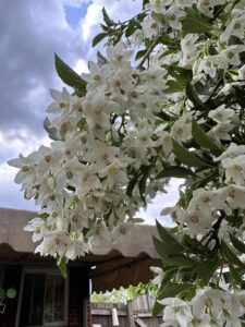 Japanese snowbell white blooms