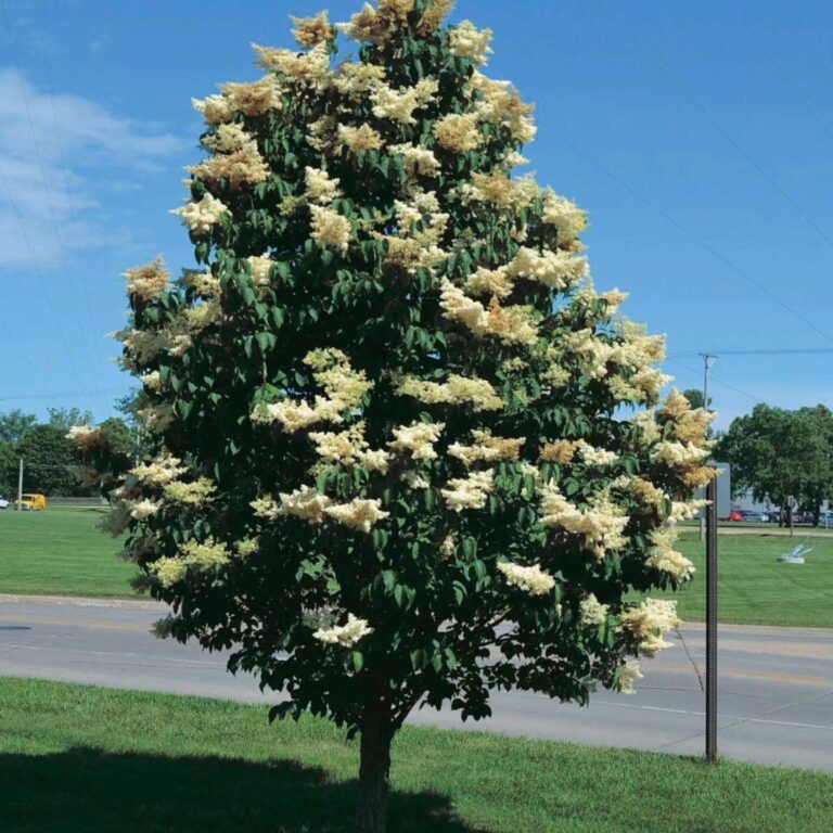 Japanese tree lilac