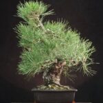 Japanese white pine