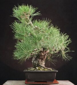 Japanese white pine