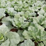 kale