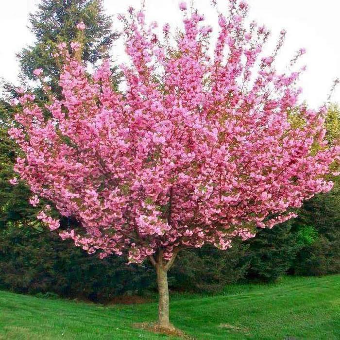Kwanzan cherry tree