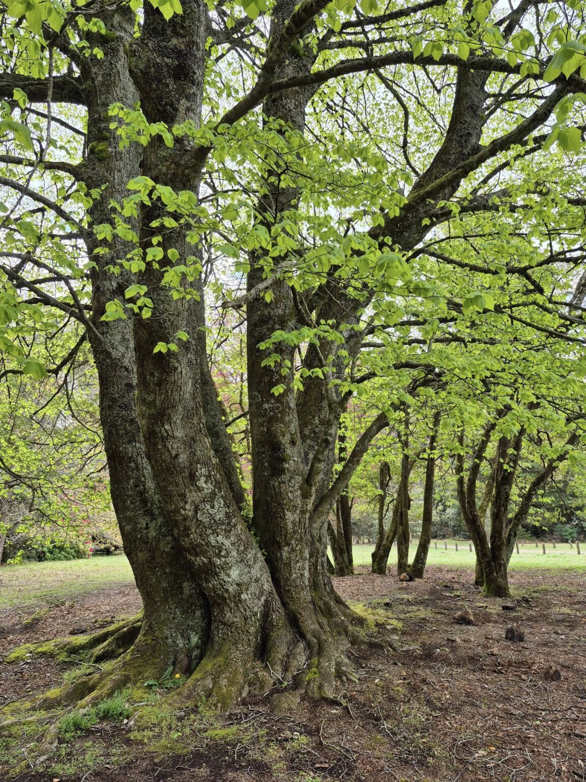10 Fragrant Trees with Sweet Scents to Elevate Your Landscape - Citycacti