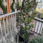 Little Gem magnolia tree