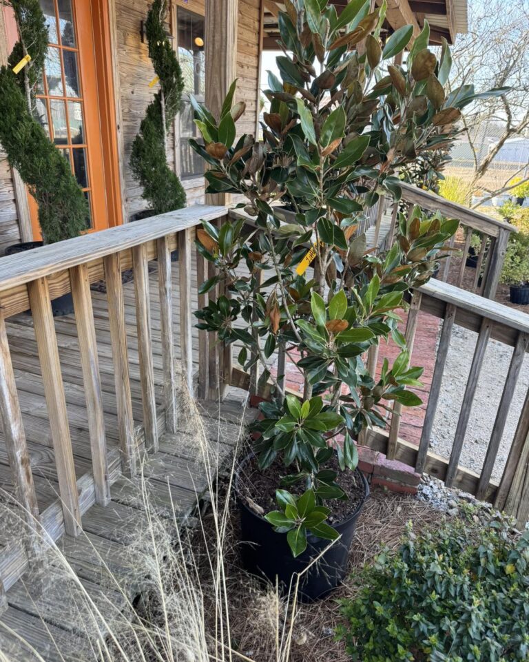 Little Gem magnolia tree