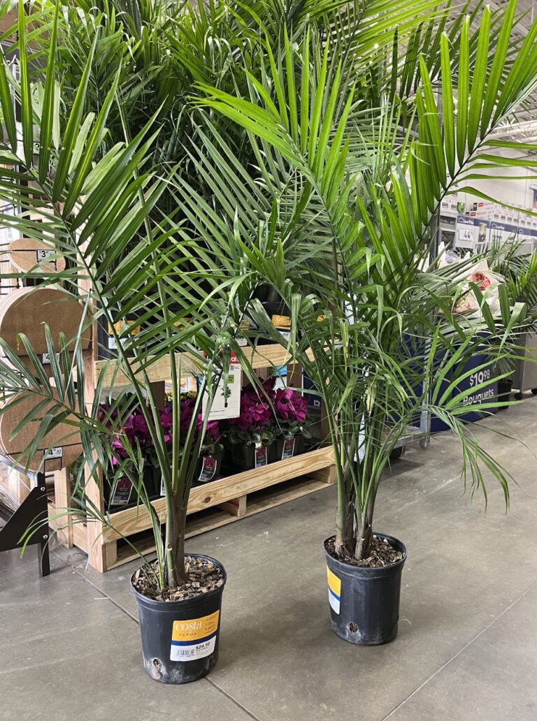 Humidifier for Majesty Palm: The Best Type and How to Get Humidity Right