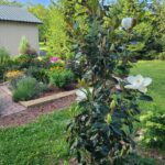 Moonglow Sweetbay Magnolia