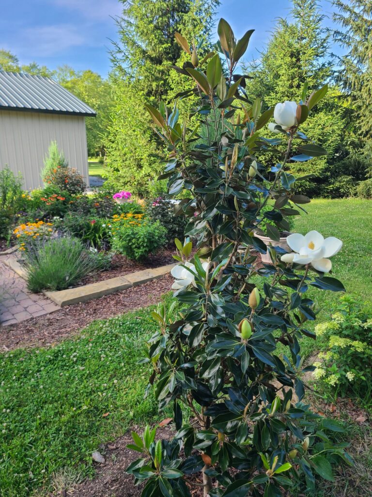 Moonglow Sweetbay Magnolia