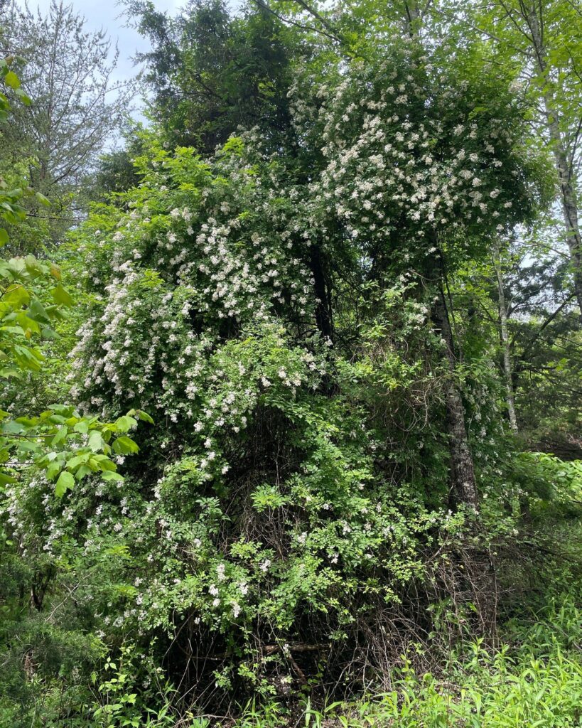 Multiflora Rose