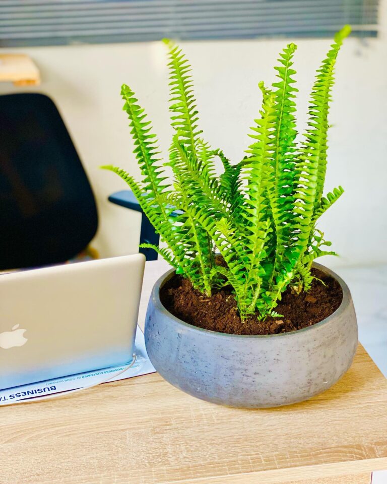 Office desk plants