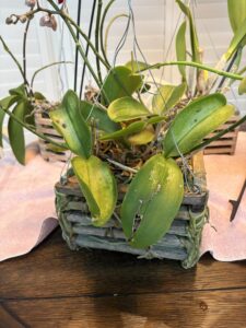 Orchid leaves turning Yellow