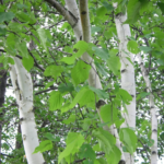 Paper Birch Tree