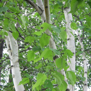 Paper Birch Tree