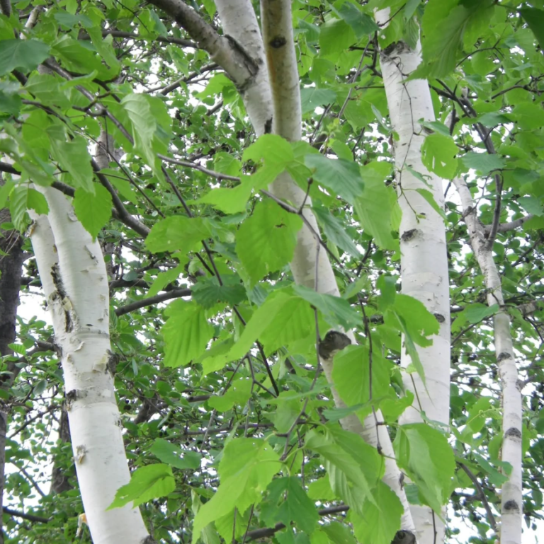 Paper Birch Tree