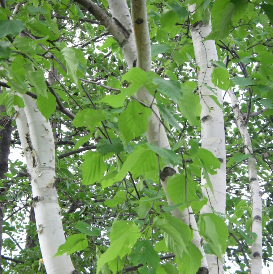Paper Birch Tree