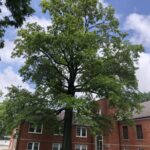 Pin Oak Tree Problems