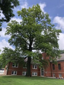 Pin Oak Tree Problems