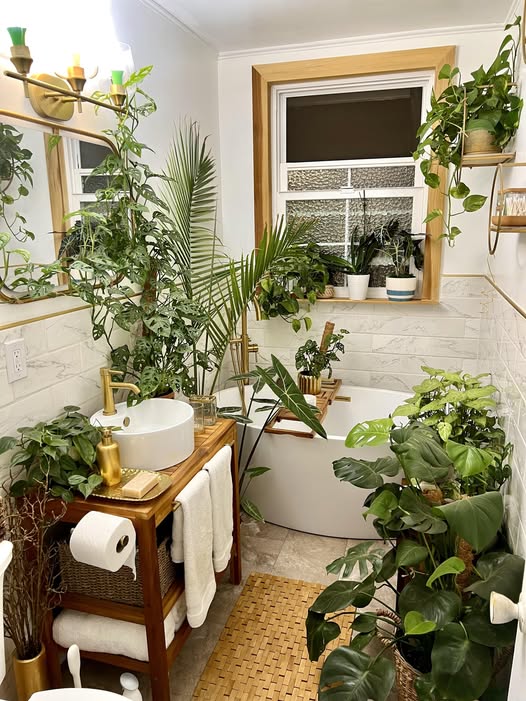Best plants for bathroom