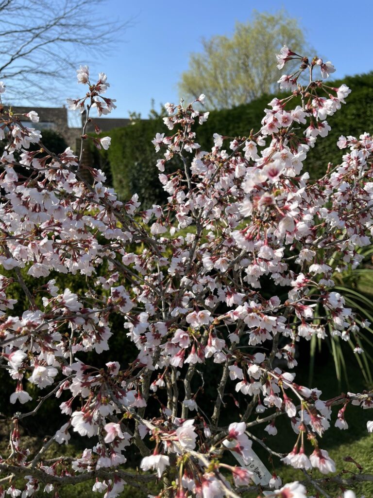 Prunus incisa ‘Kojo-no-mai’ bloom