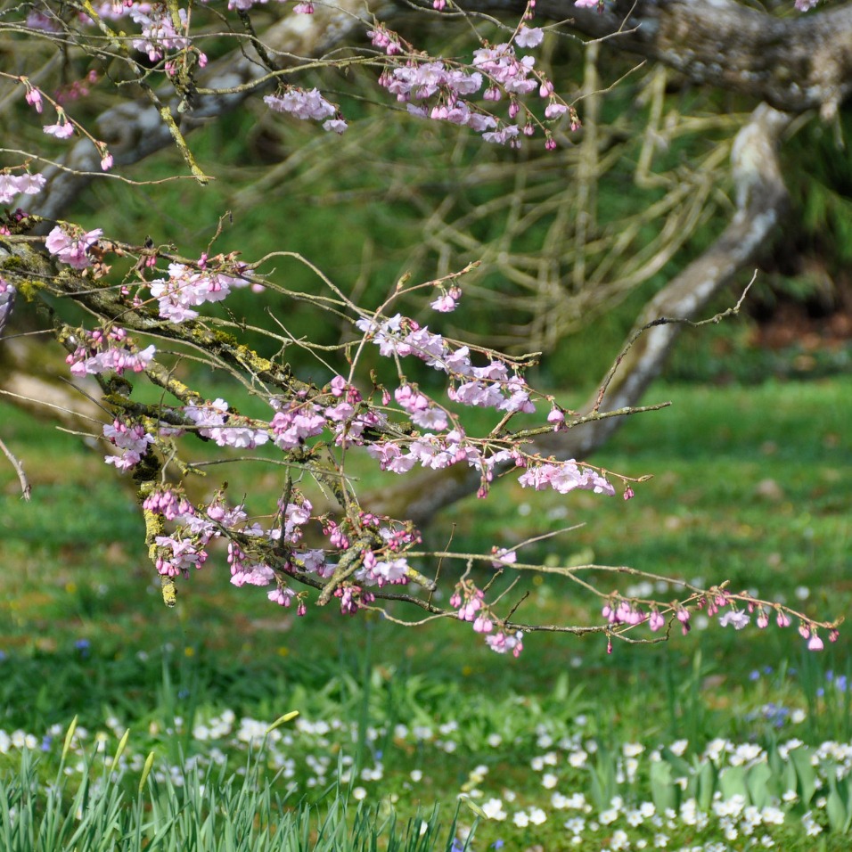 Prunus sargentii