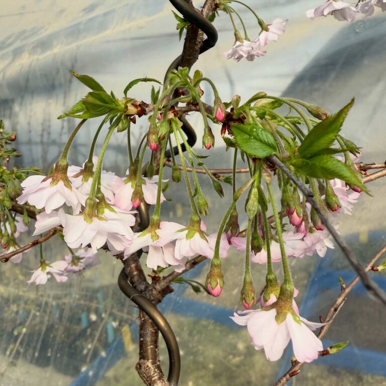 Prunus subhirtella 'Autumnalis'