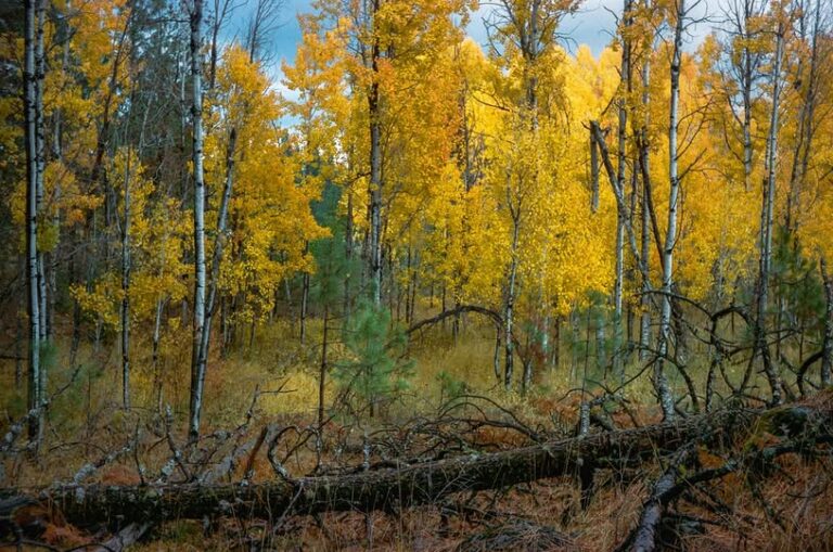 Understanding Quaking Aspen (Populus tremuloides): Identification, History, Problems, and Cultivation Details