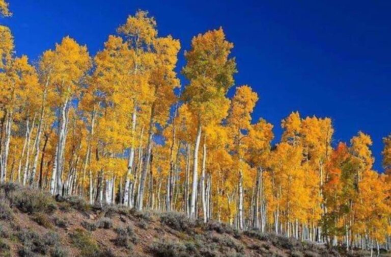 Quaking Aspen