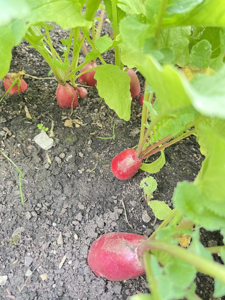 Radishes