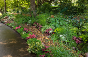 Rain Garden Plants Ideas