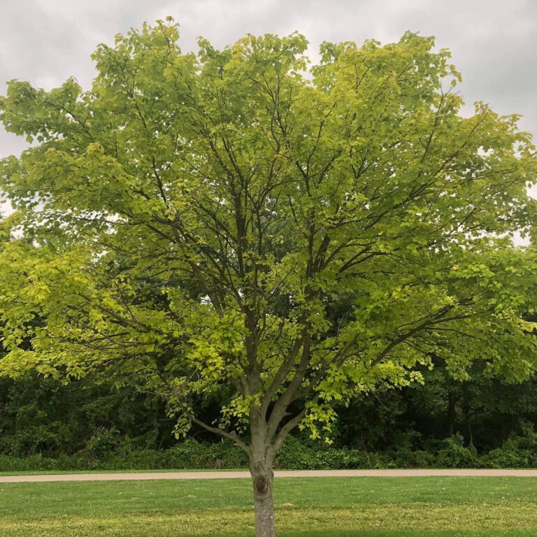 Red Maple