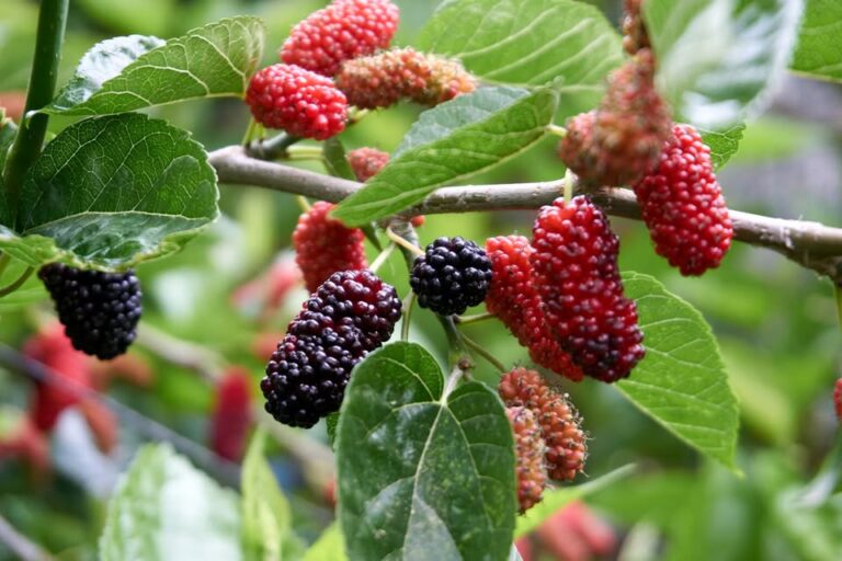 17 Best Fruit Trees for Zone 5 (Identification, With Details)