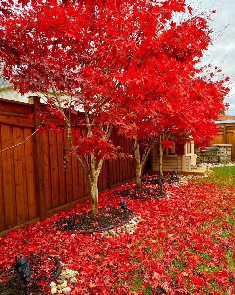 Red maple tree