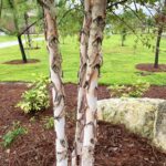 River Birch Tree
