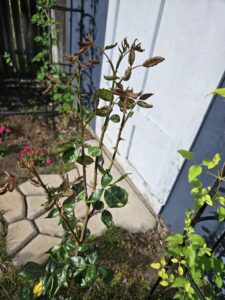 Rose leaves curling