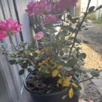Leaves on rose bush turning yellow
