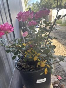 Leaves on rose bush turning yellow