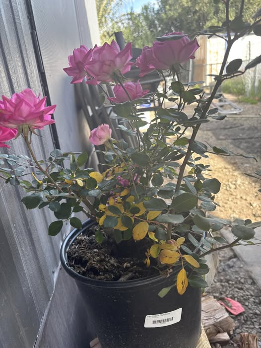 Leaves on rose bush turning yellow