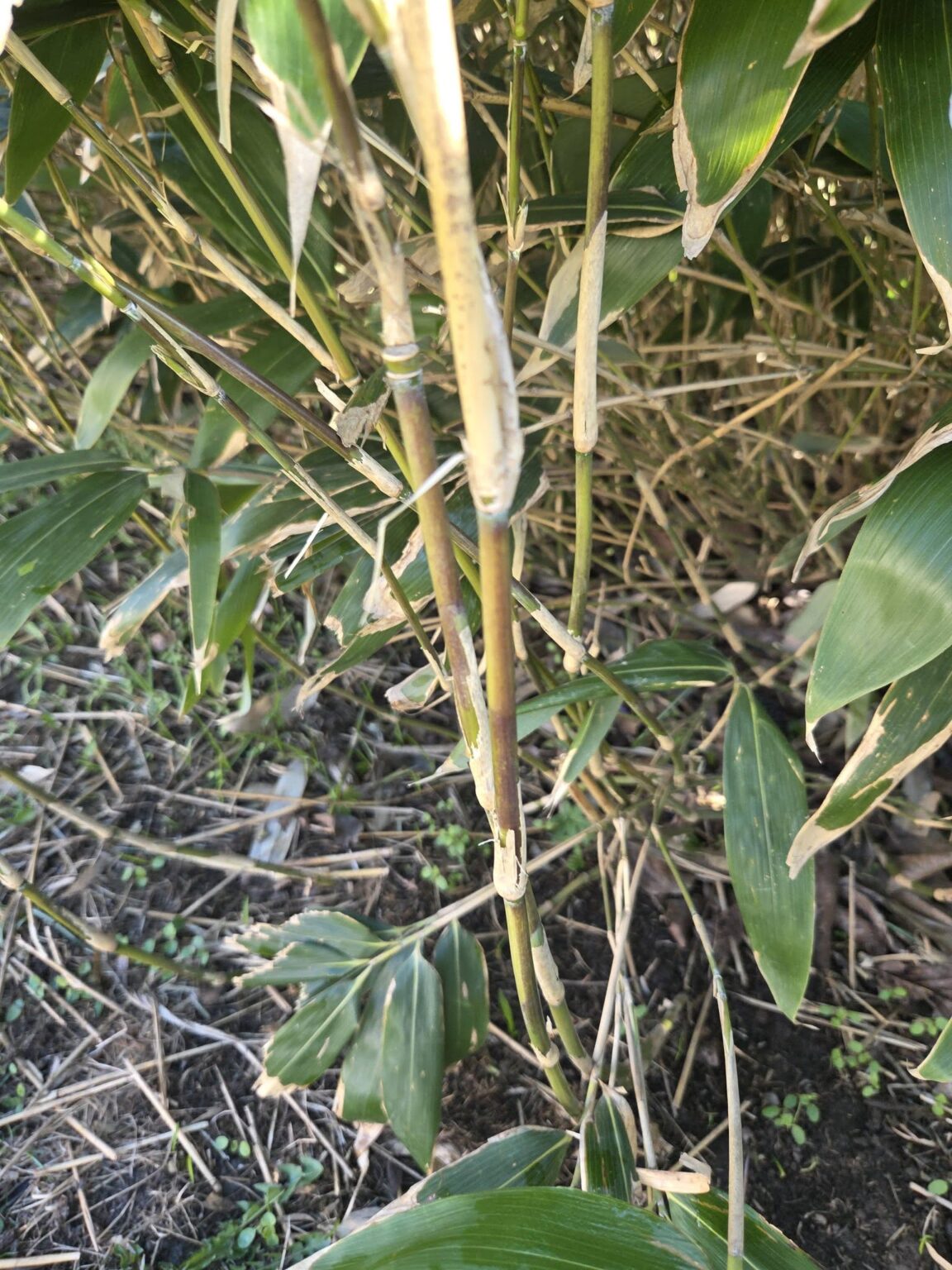 15 Popular Types of Bamboo Plants: Identification, Uses, Growth, and ...