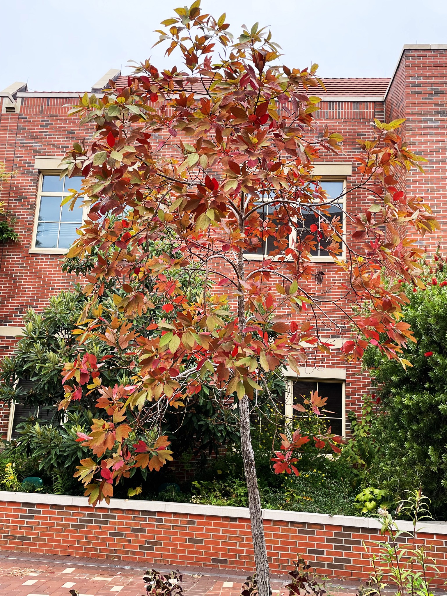 Bright Tree Types 15 Stunning Trees for Vibrant Fall Color: Your Guide to Autumn Beauty ...