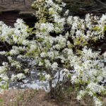 Serviceberry in bloom