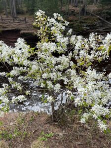 Serviceberry in bloom