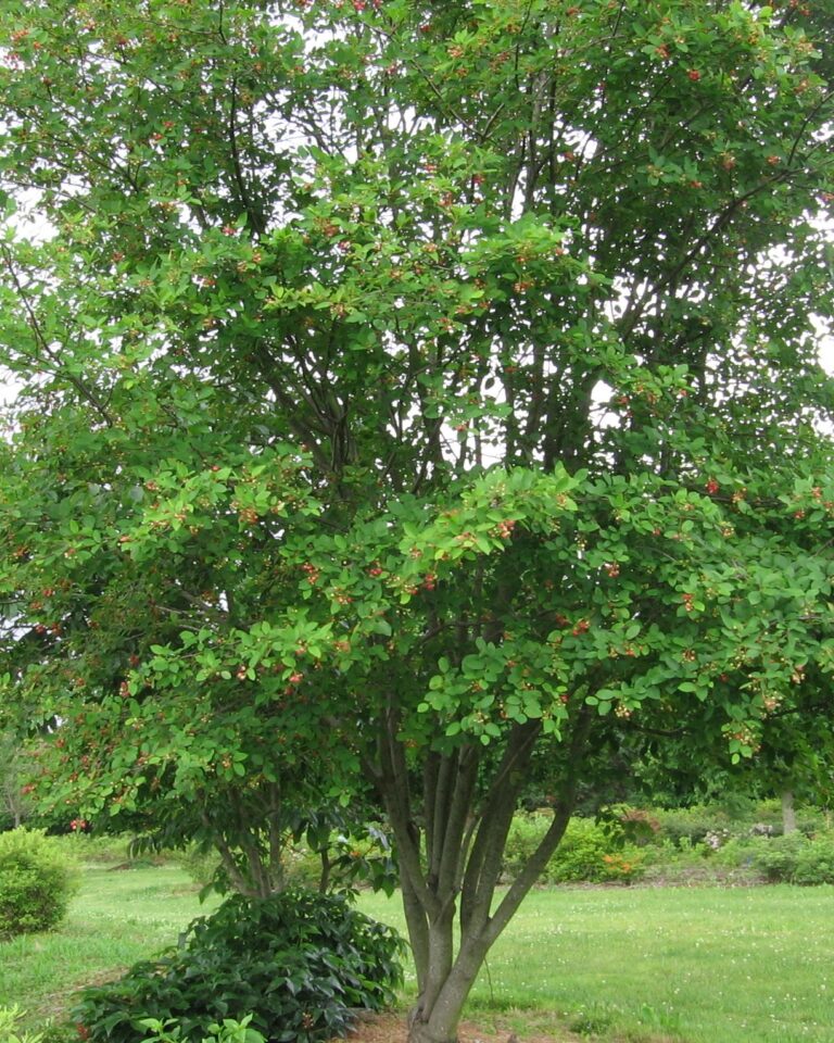 Shadblow serviceberry tree