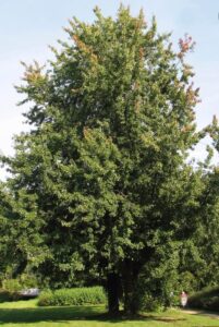 Best Trees for firewood