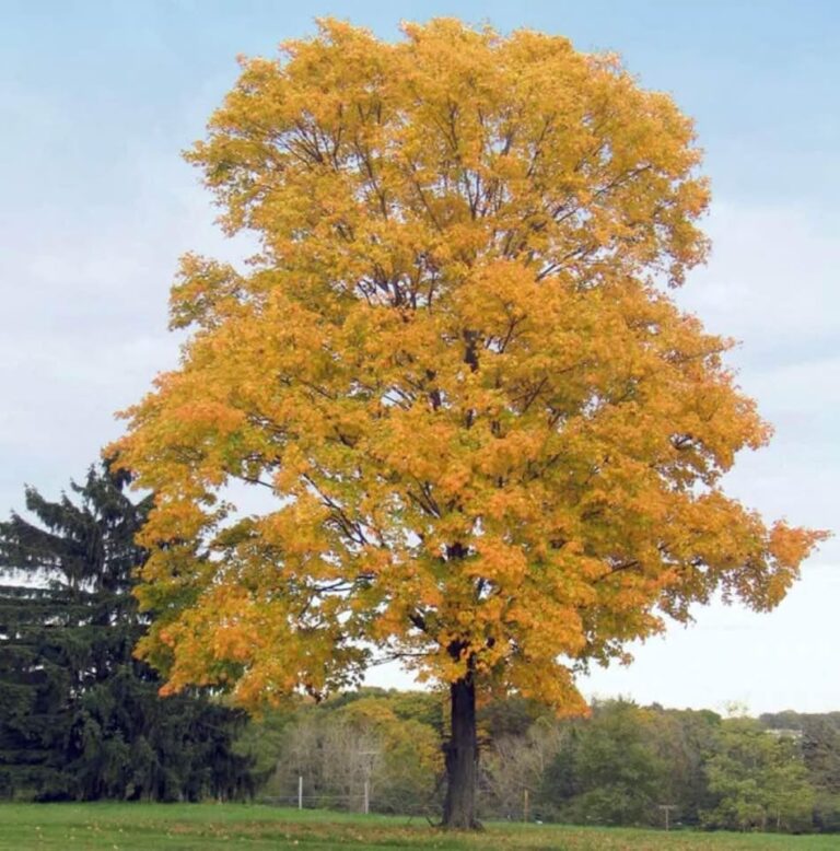 Silver Maple