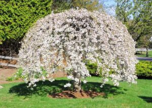 Snow Fountains Weeping Cherry Tree