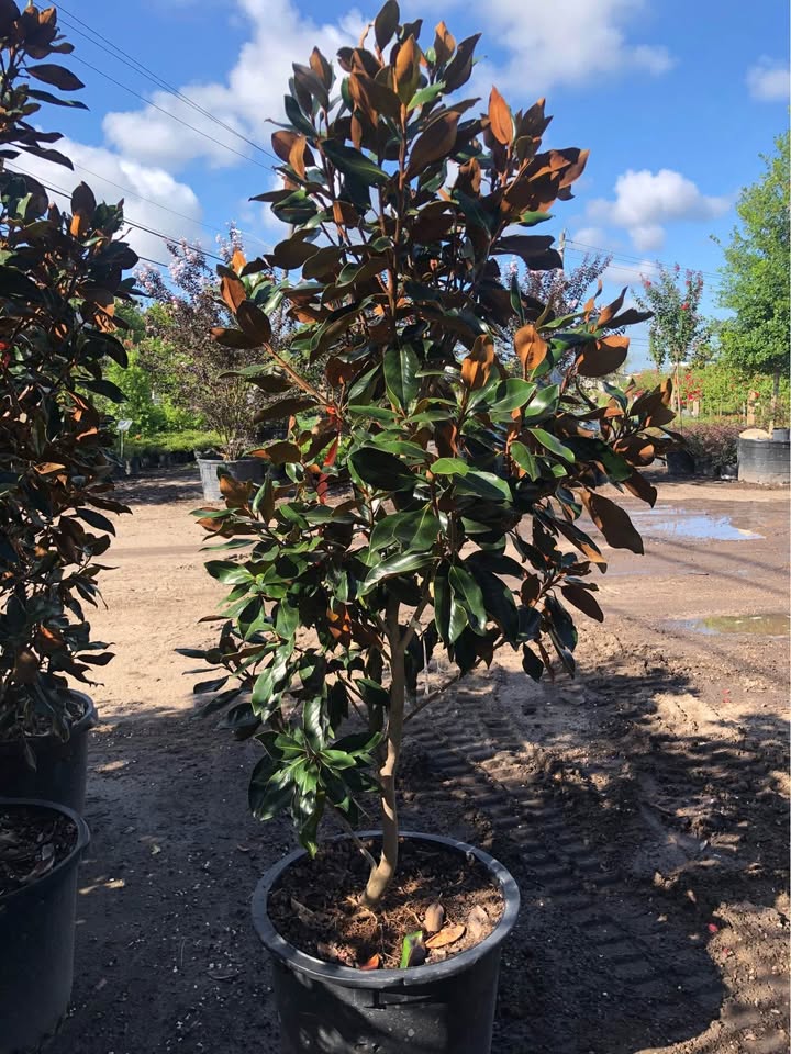 Southern Magnolia Tree